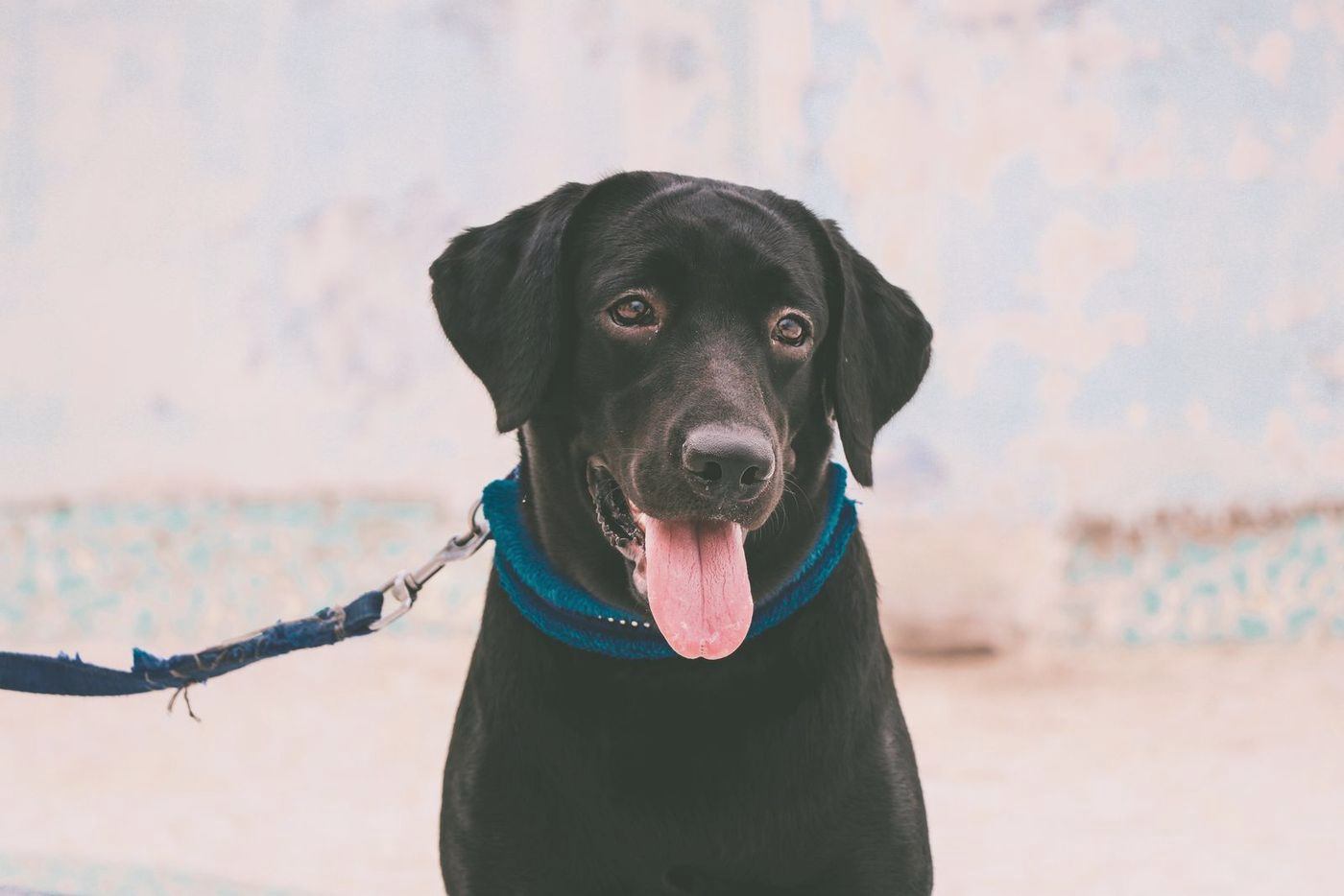 Black Labrador with a teal collar smiling at the camera