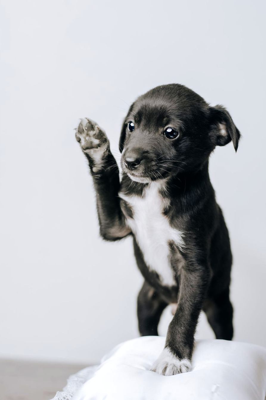 Black and white puppy lifting a paw on a white blanket