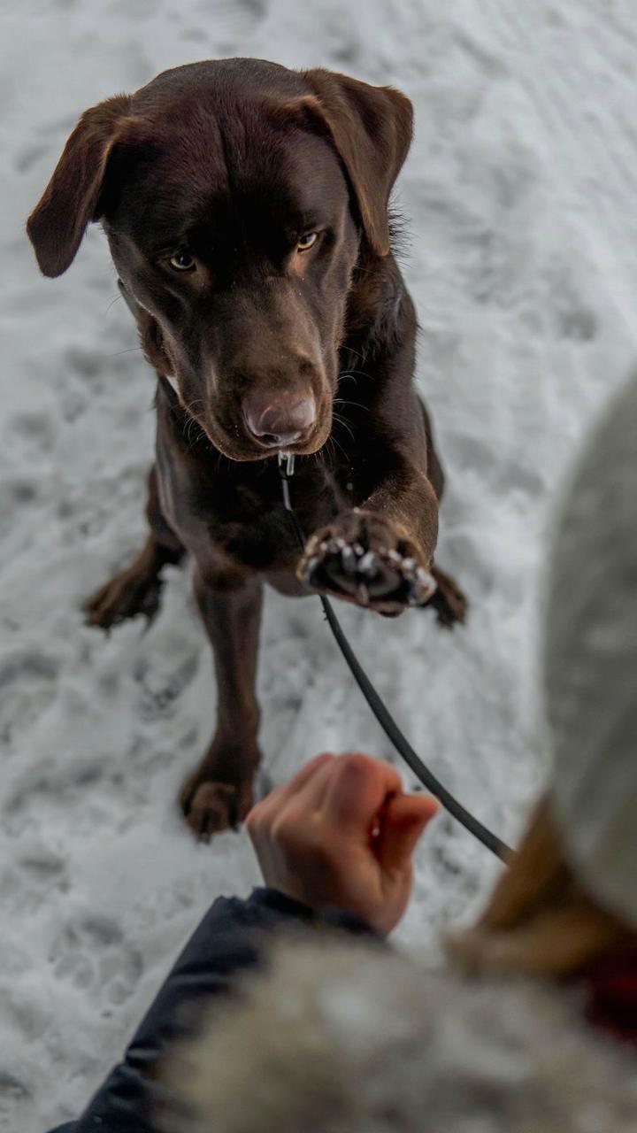 Chocolate Labrador raising a paw in snow with a hand giving a leash