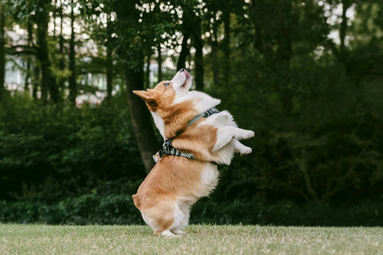 Corgi leaping for a toy in a wooded garden