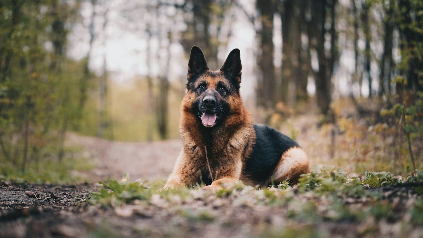German Shepherd lying on a forest path