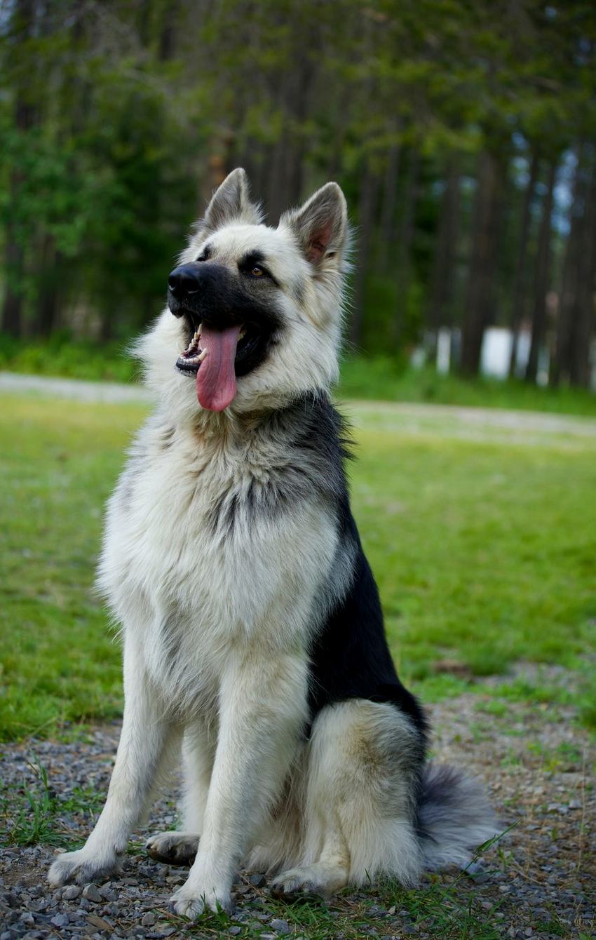 German Shepherd sitting happily in a park