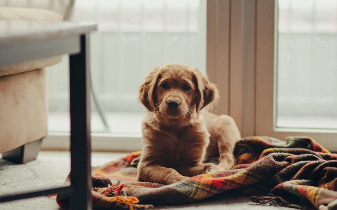 Golden puppy resting on a plaid blanket by a window
