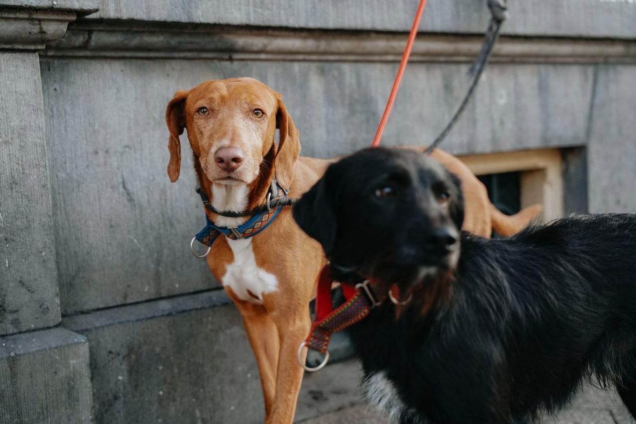 Two dogs in harnesses standing against a stone wall