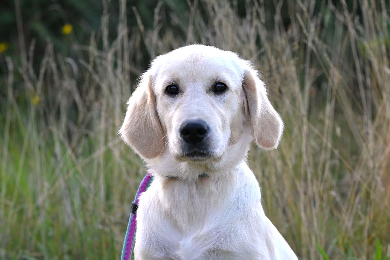 White golden retriever puppy in tall grass